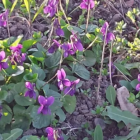 Pensionat Ca Angiola